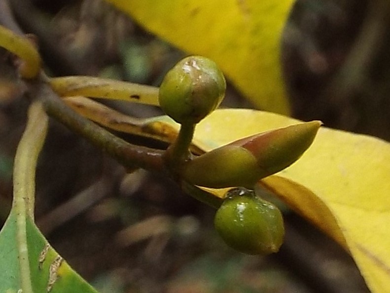 e0145782_15175610.jpg