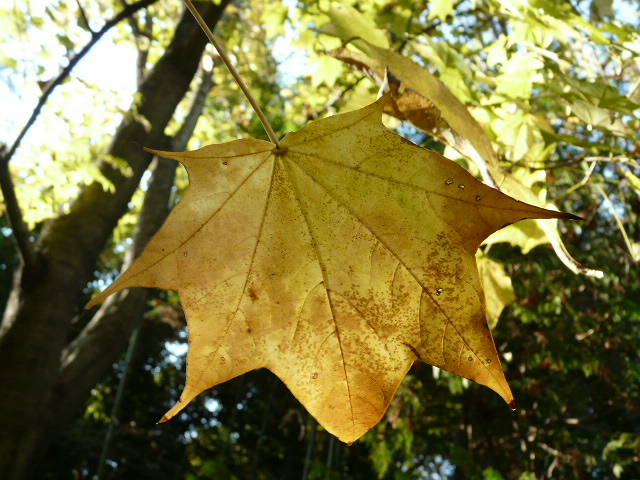 e0145782_15301420.jpg