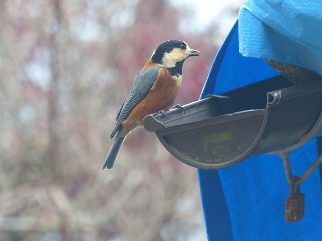 f0357487_2133014.jpg