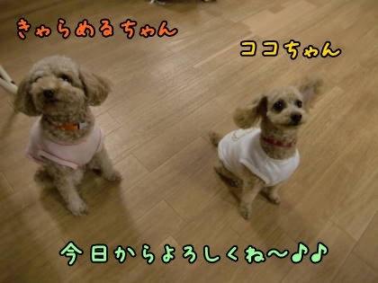 a0338800_23523749.jpg