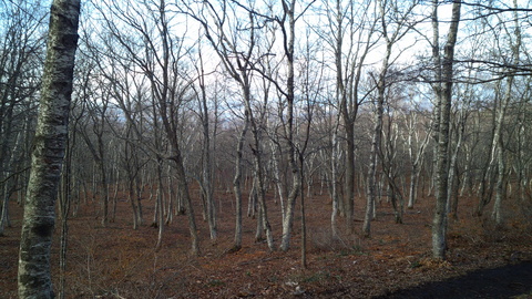 e0132433_18532288.jpg