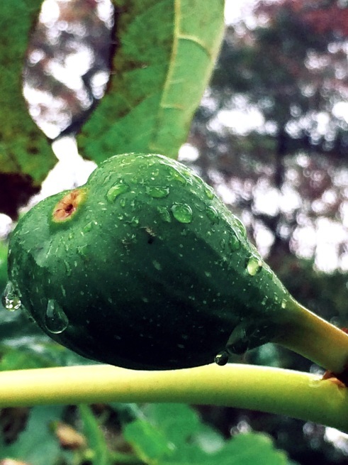 c0195362_21491461.jpg