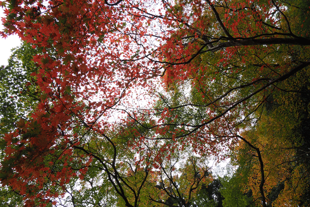 e0346064_13203754.gif