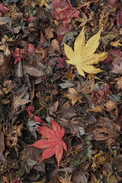 e0346064_13204710.gif
