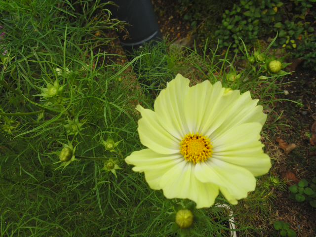 f0061067_17215273.jpg