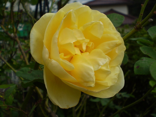 a0135990_21241491.jpg