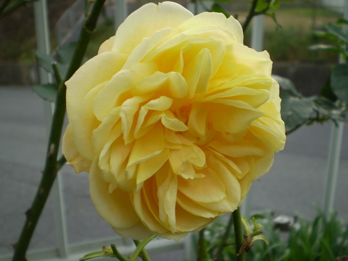 a0135990_2125638.jpg