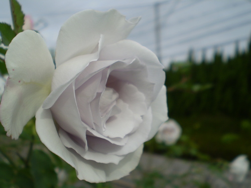 a0135990_21284641.jpg