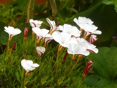 e0033229_1715913.jpg