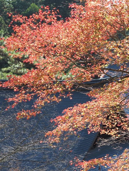 d0001533_1055738.jpg