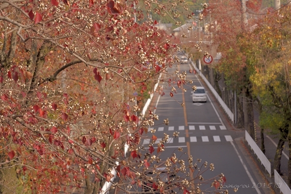 a0212036_17543213.jpg
