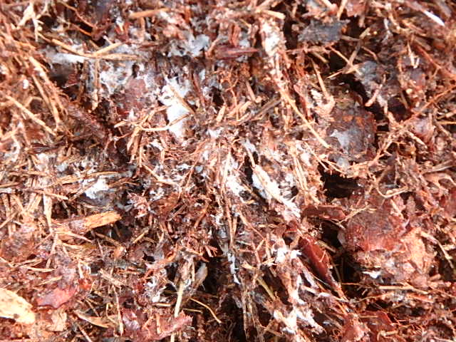 f0334143_21224167.jpg