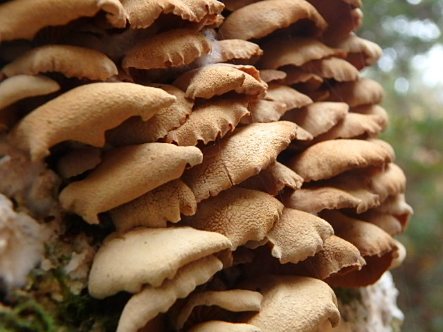 f0334143_21232795.jpg