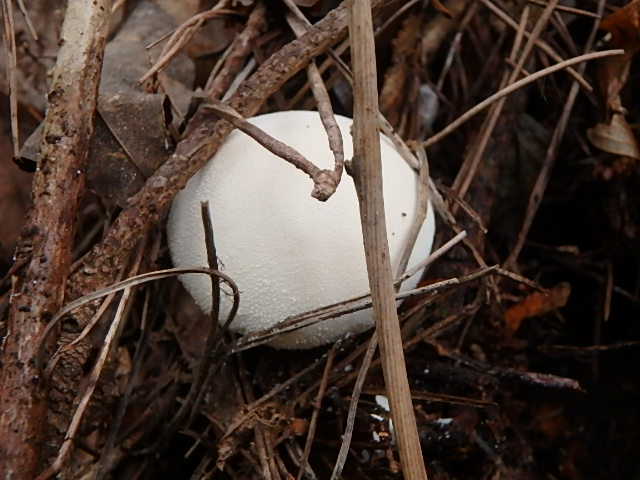 f0334143_21235057.jpg