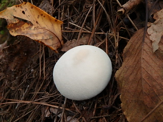 f0334143_21235845.jpg