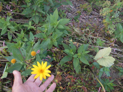 e0181260_2042314.jpg