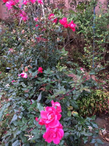b0018281_10351540.jpg