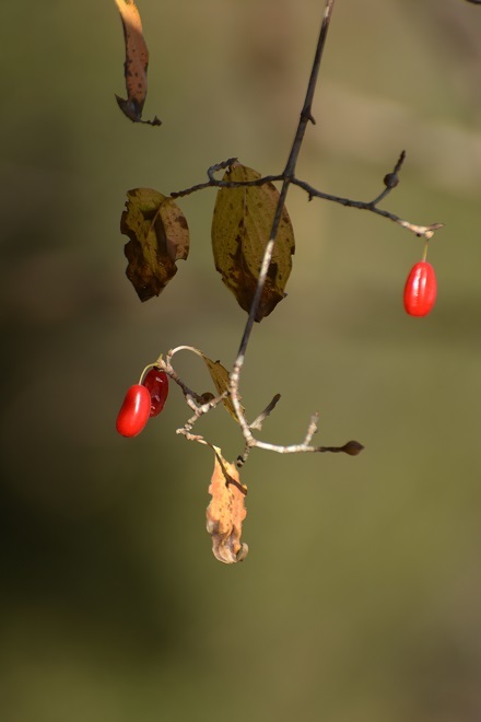 e0353790_18583750.jpg