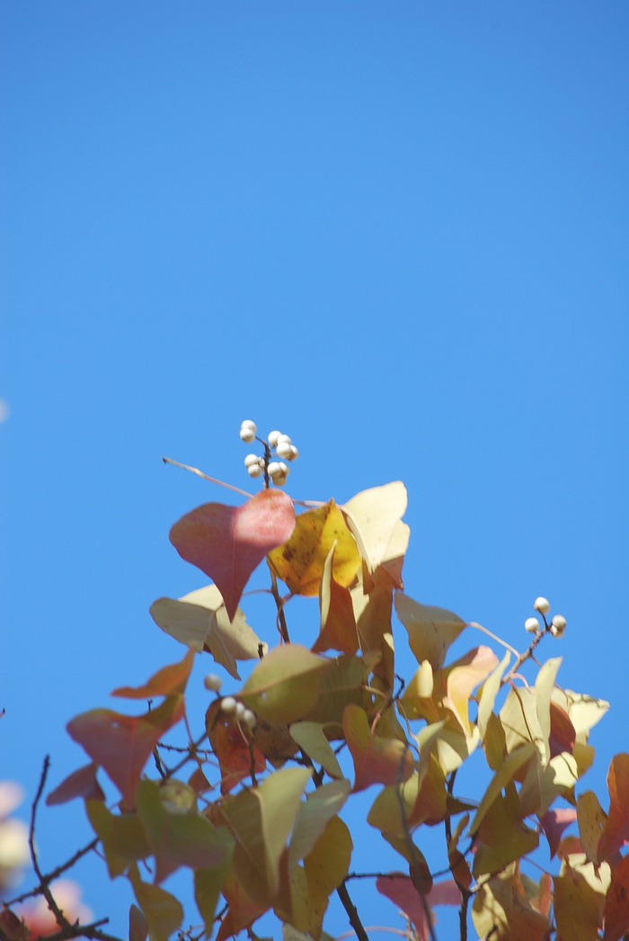 e0025300_1625868.jpg