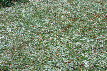 a0245112_5255749.jpg