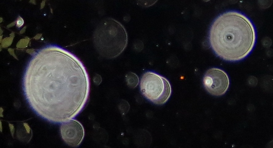 c0331825_12085131.jpg