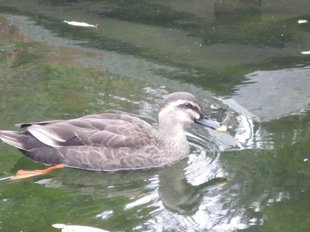 c0108336_17200656.jpg