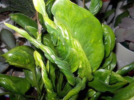 f0113136_2021630.jpg