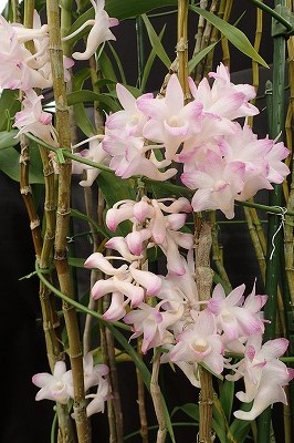 f0203094_1524549.jpg