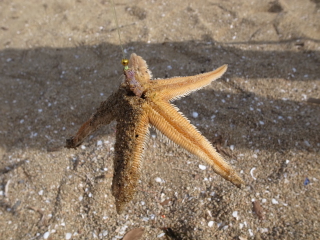 f0197703_16550590.jpg