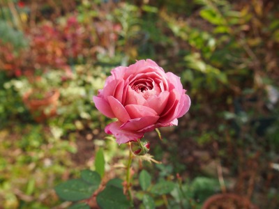 c0117007_1037581.jpg