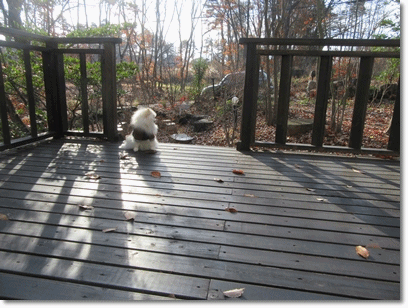 b0167519_30477.gif