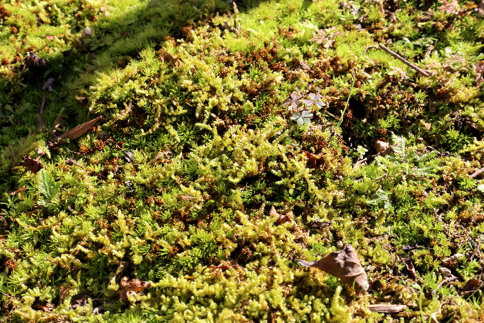f0103126_20584943.jpg