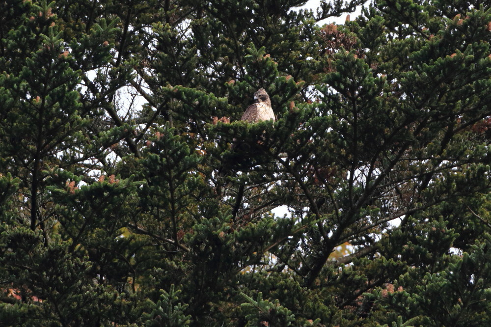 c0148230_13501923.jpg