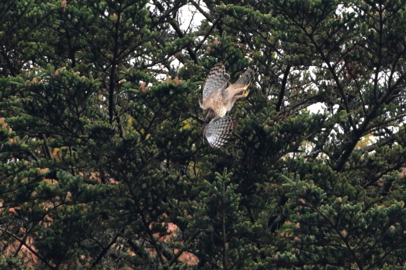 c0148230_14010663.jpg