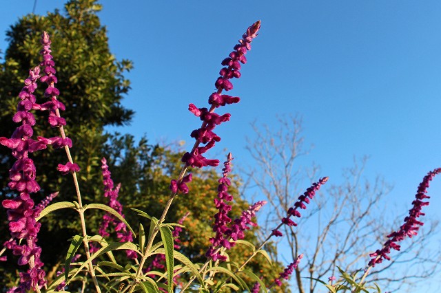 a0242438_19561019.jpg