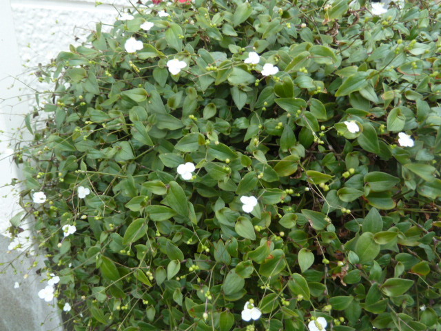e0278968_22184746.jpg