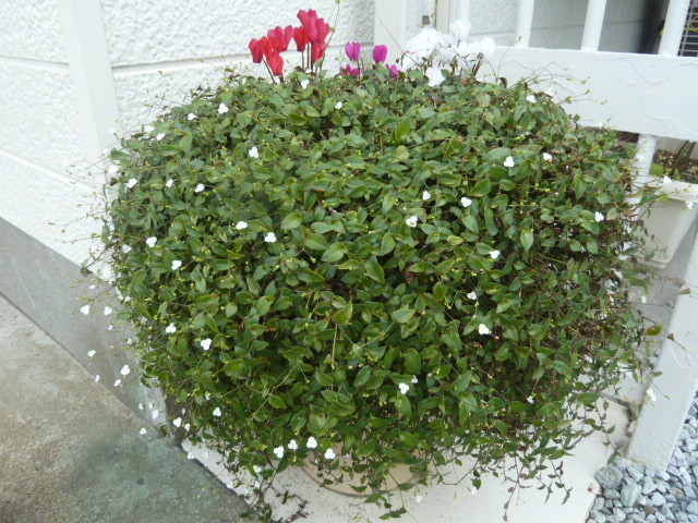e0278968_22214566.jpg
