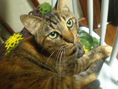 e0353681_20314270.png