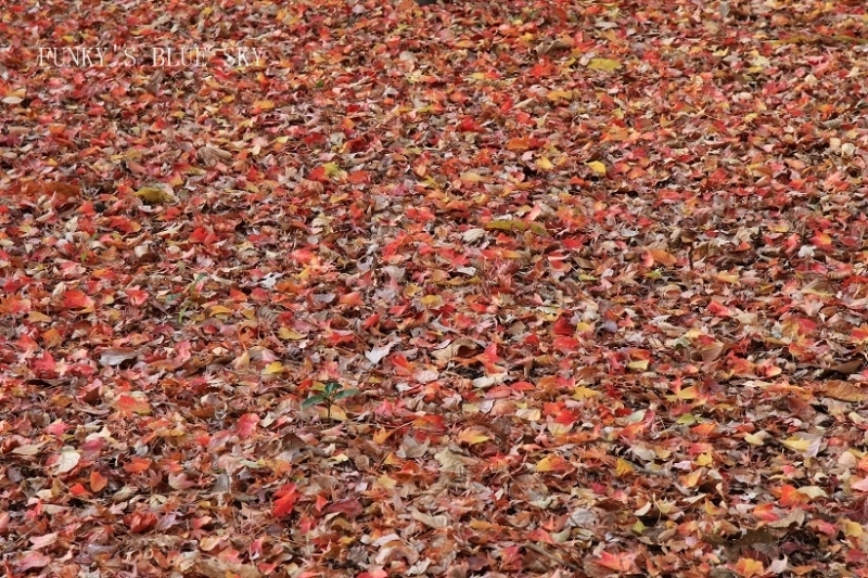 c0145250_10554205.jpg