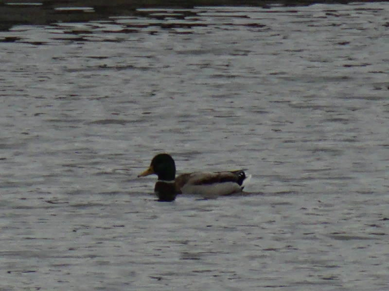 c0108460_18443605.jpg