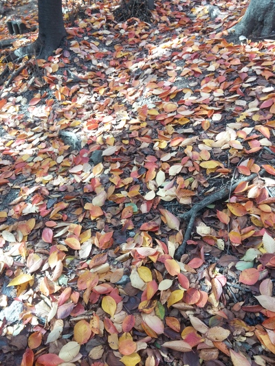b0045267_15422240.jpg