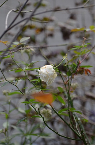 c0186463_17184448.jpg