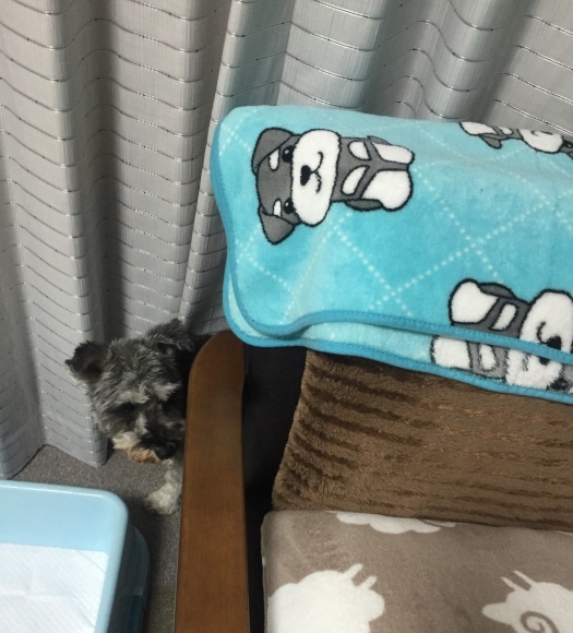 b0188998_00022412.jpeg