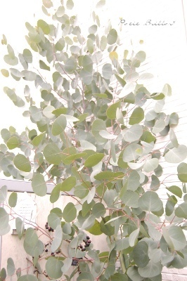 e0356401_00053431.jpg