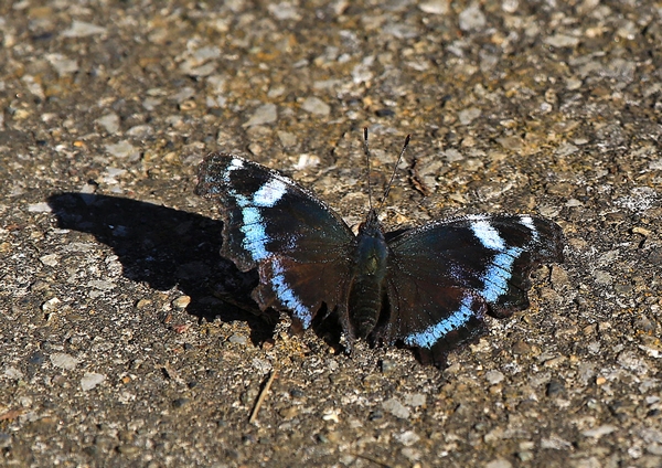 c0104227_2233487.jpg