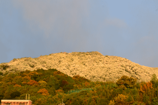 b0165233_10253178.gif