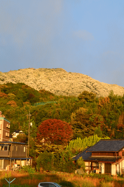 b0165233_10294796.gif