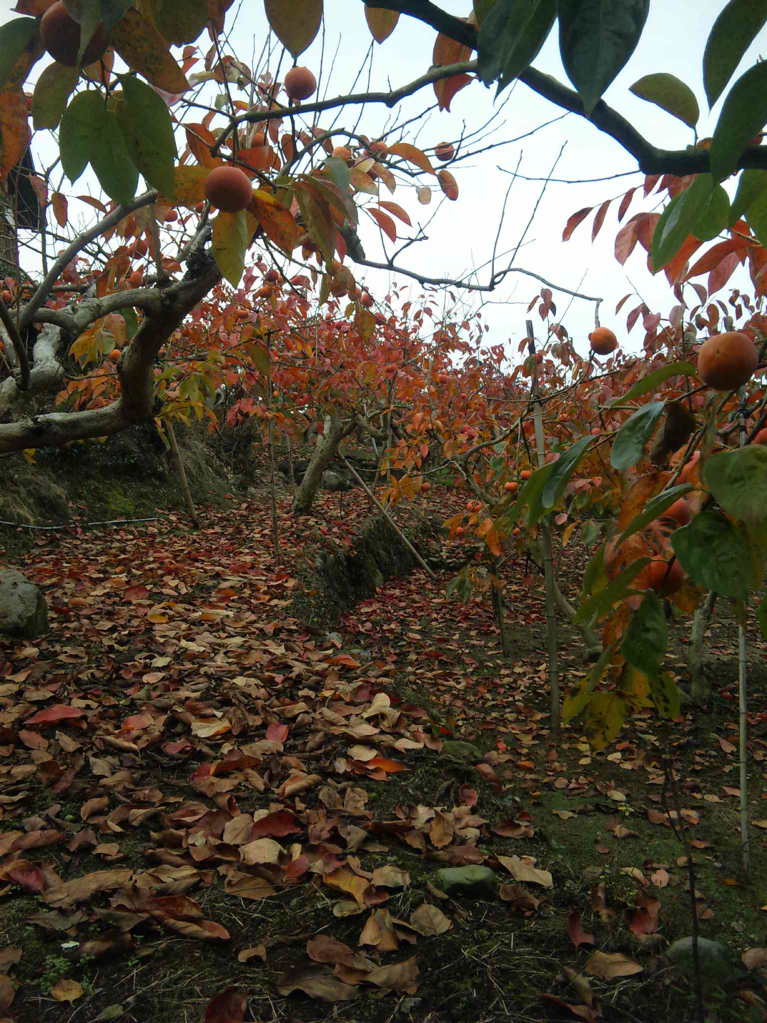 a0212807_2204025.jpg