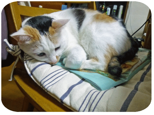 a0278632_15120960.gif