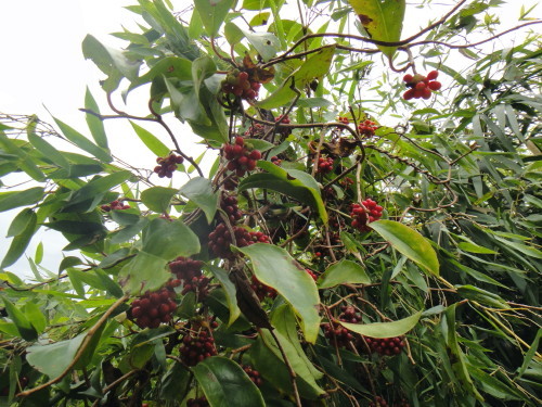 c0179351_18111663.jpg